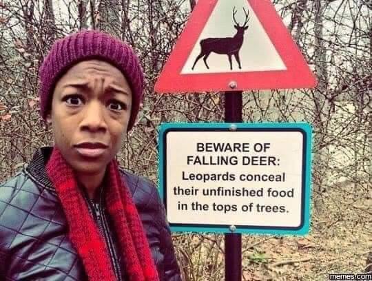 beware of falling deer - Beware Of Falling Deer Leopards conceal their unfinished food in the tops of trees. memes.com