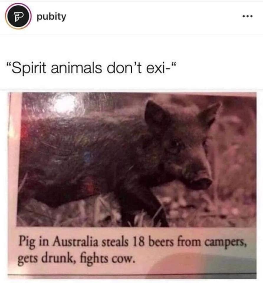 spirit animal meme pig - 7 pubity "Spirit animals don't exi Pig in Australia steals 18 beers from campers, gets drunk, fights cow.