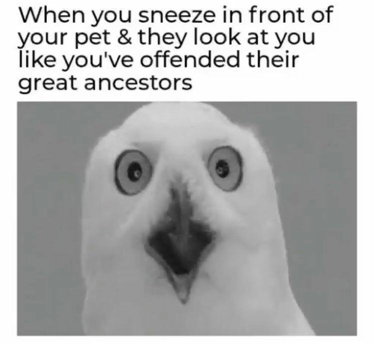 beak - When you sneeze in front of your pet & they look at you you've offended their great ancestors