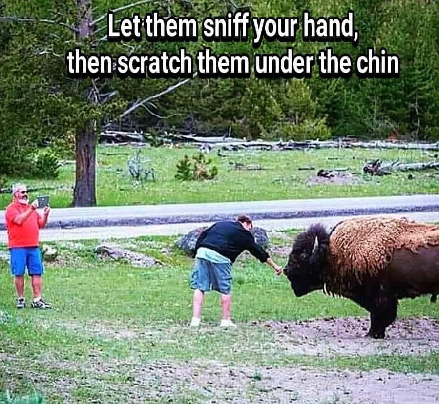 petting bison - Let them sniff your hand, then scratch them under the chin