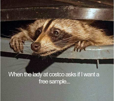 fauna - When the lady at costco asks if I want a free sample....
