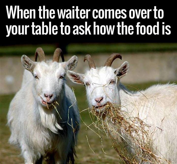 goats funnyyy - When the waiter comes over to your table to ask how the food is