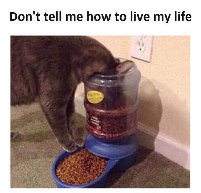 don t tell me how to live my life cat meme - Don't tell me how to live my life