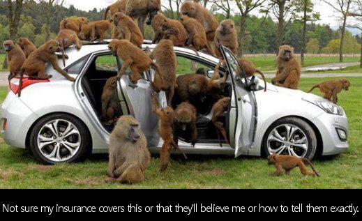 dank memes - car memes - monkeys in car - Not sure my insurance covers this or that theyll believe me or how to tell them exactly. |