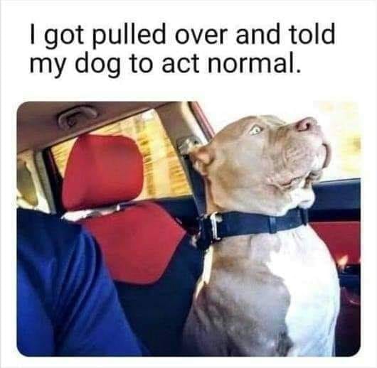 dank memes - car memes - told my dog to act normal - I got pulled over and told my dog to act normal.