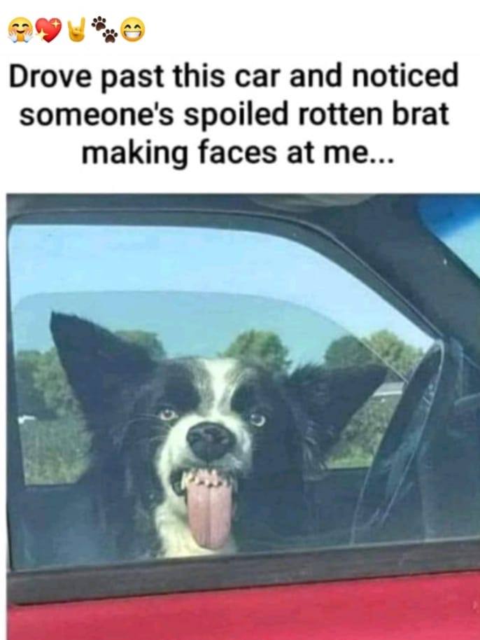 dank memes - car memes - Dog - Drove past this car and noticed someone's spoiled rotten brat making faces at me...