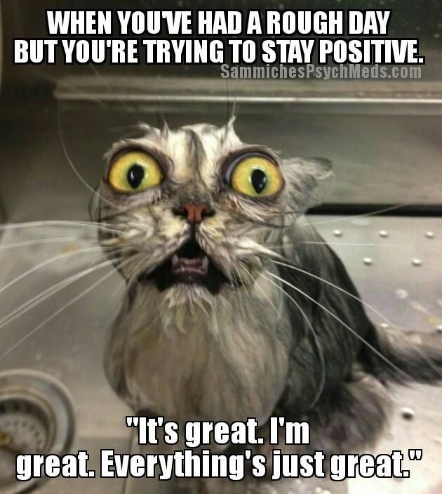 stress meme funny - When You Ve Had A Rough Day But You'Re Trying To Stay Positive. SammichesPsychMeds.com "It's great. I'm great. Everything's just great."