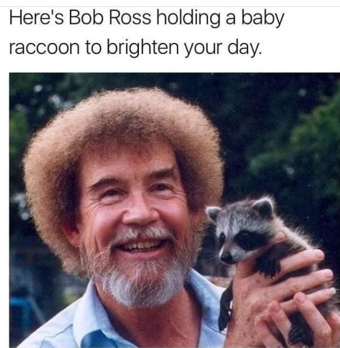 bob ross meme - Here's Bob Ross holding a baby raccoon to brighten your day.