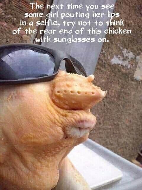 sad memes - The next time you see some girl pouting her lips in a selfie, try not to think of the rear end of this chicken with sunglasses on.