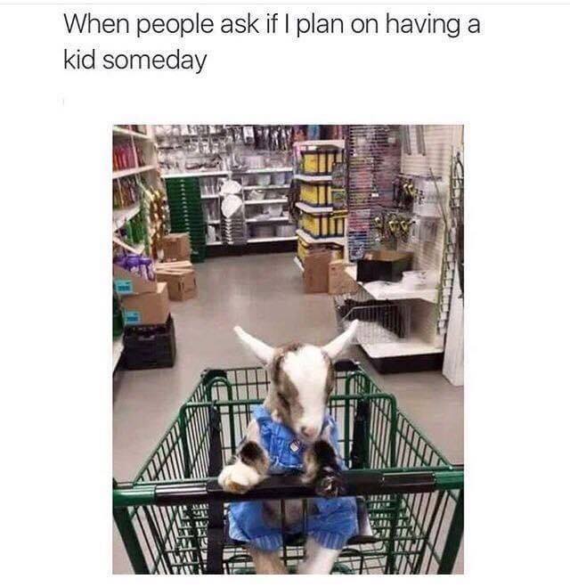 baby goat meme - a When people ask if I plan on having kid someday