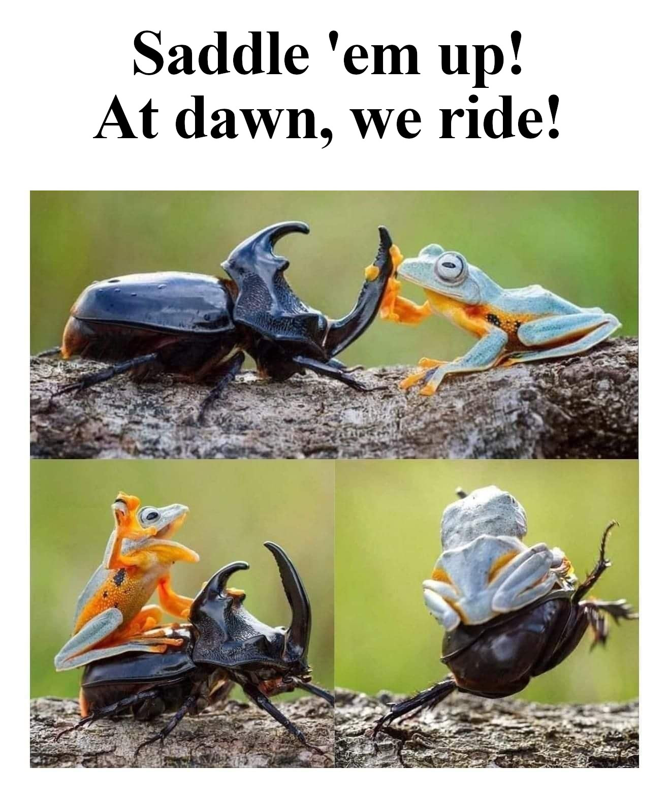 fauna - Saddle 'em up! At dawn, we ride!