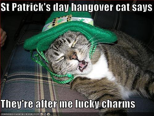 St. Patrick's Day memes - st patrick's day funny memes - St Patrick's day hangover cat says They're after me lucky charms Iganhascheezdurger.Com