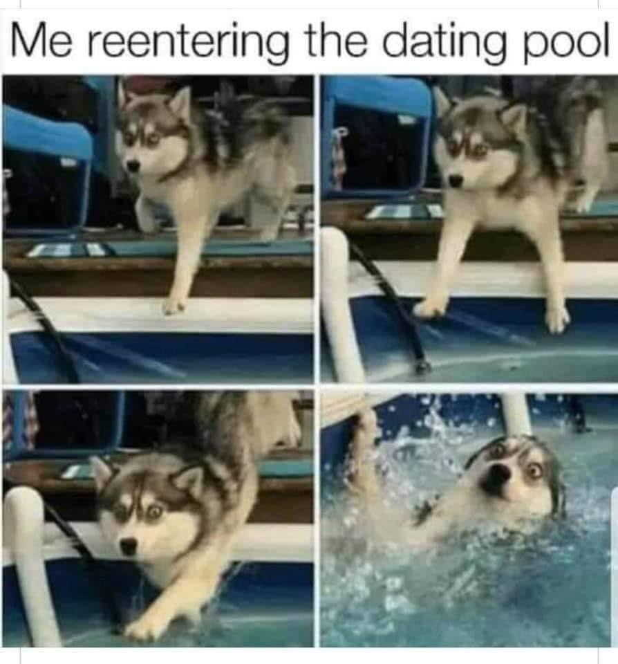 Relationship Memes - husky, dating pool