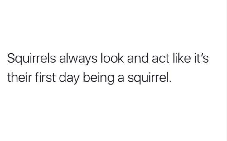 Truth Memes - Squirrels always look and act it's their first day being a squirrel.