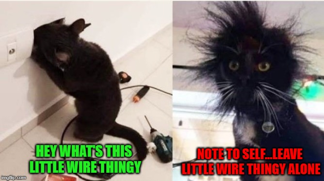 Cat Memes - Hey Whats This Little Wire Thingy Note To Self...Leave Little Wire Thingy Alone