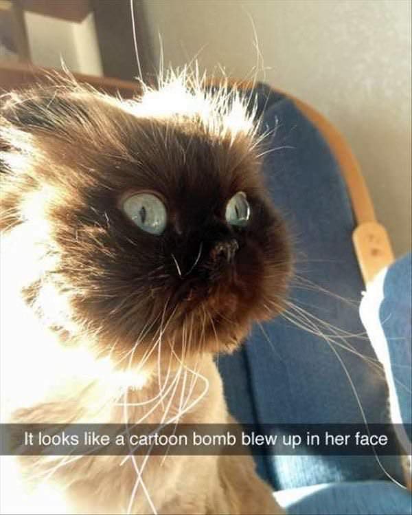 Cat Memes - cartoon bomb cat - It looks a cartoon bomb blew up in her face