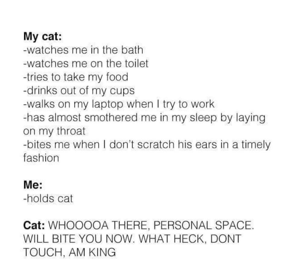 Cat Memes - paper - My cat watches me in the bath watches me on the toilet tries to take my food drinks out of my cups walks on my laptop when I try to work has almost smothered me in my sleep by laying on my throat bites me when I don't scratch his ears
