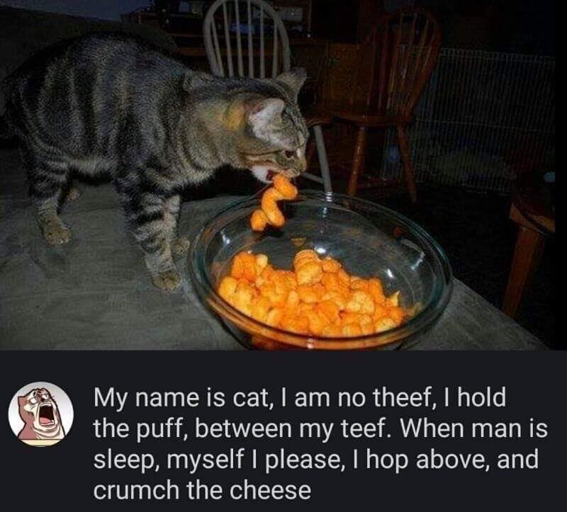 Cat Memes - my name is cat i am no thief - My name is cat, I am no theef, I hold the puff, between my teef. When man is sleep, myself I please, I hop above, and crumch the cheese