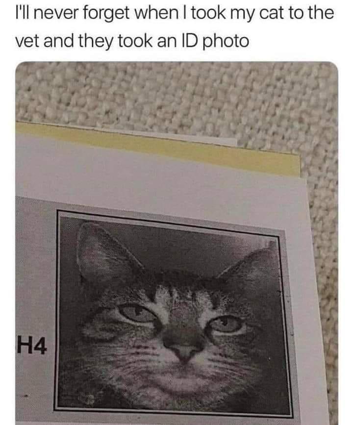 Cat Memes - cat id meme - I'll never forget when I took my cat to the vet and they took an Id photo H4