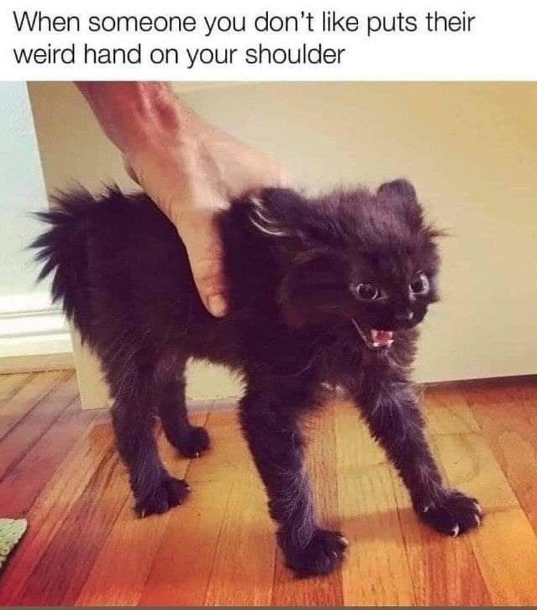 Cat Memes - When someone you don't puts their weird hand on your shoulder