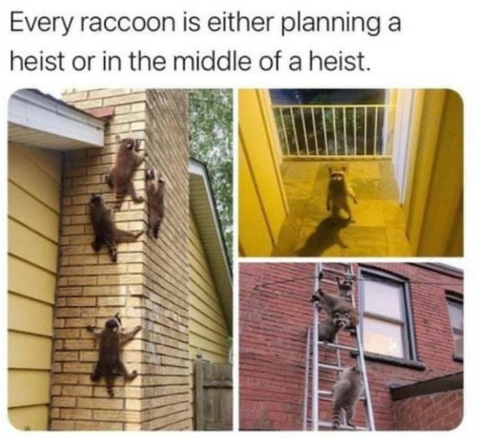 raccoon heist meme - Every raccoon is either planning a heist or in the middle of a heist.