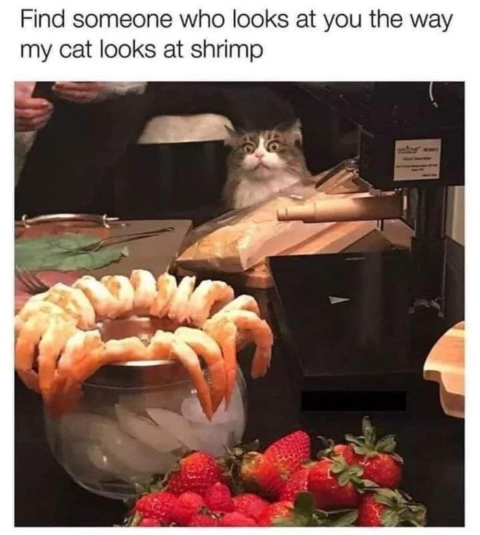 Cat Memes - cat looking at shrimp - Find someone who looks at you the way my cat looks at shrimp