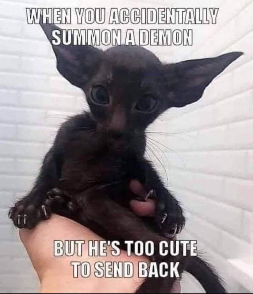 Cat Memes - When You Accidentally Summon A Demon But He'S Too Cute To Send Back