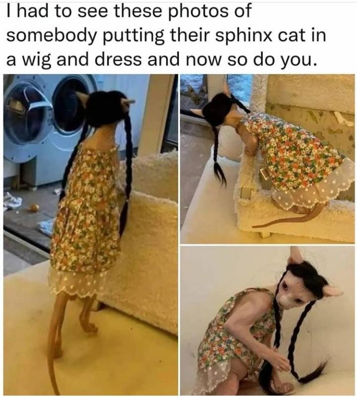 Cat Memes - I had to see these photos of somebody putting their sphinx cat in a wig and dress and now so do you.