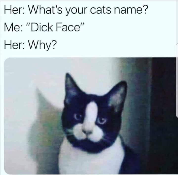 Cat Memes - cat with dick on face - Her What's your cats name? Me