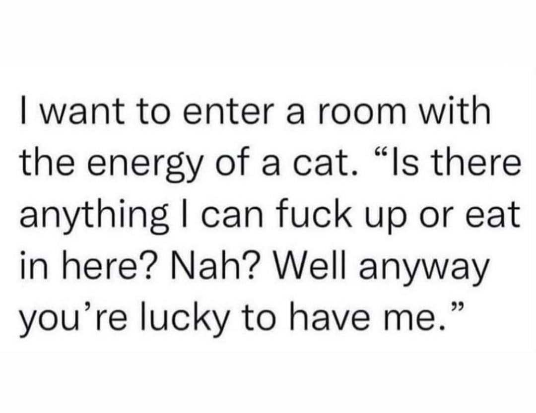 building relationships in business quotes - I want to enter a room with the energy of a cat. Is there anything I can fuck up or eat in here? Nah? Well anyway you're lucky to have me.