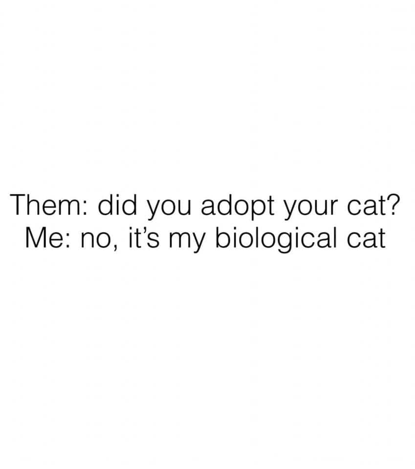 Cat Memes - Them did you adopt your cat? Me no, it's my biological cat