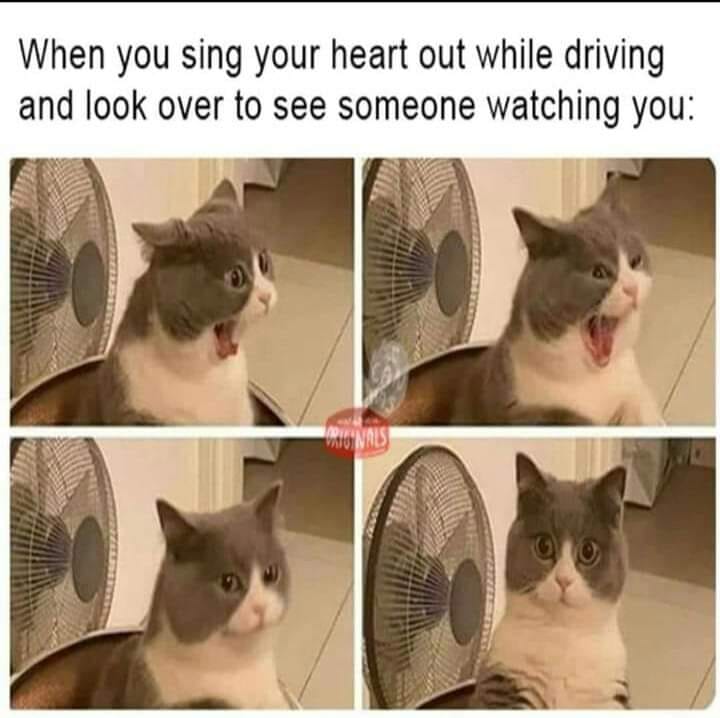 Cat Memes - photo caption - When you sing your heart out while driving and look over to see someone watching you Originals
