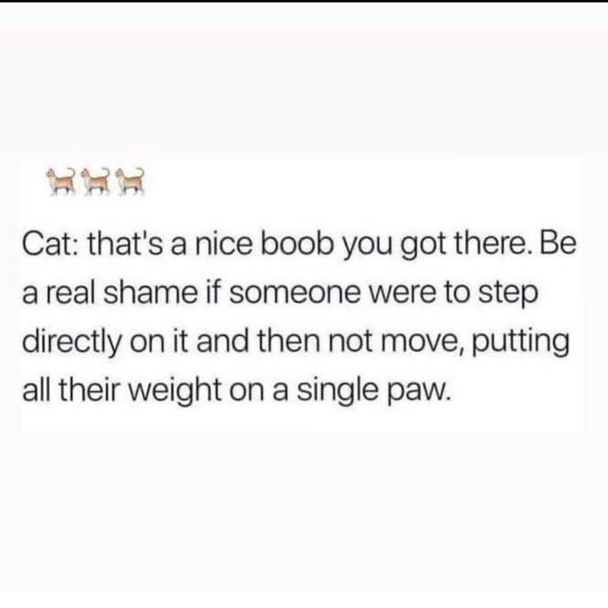 Cat Memes - paper - Ra Cat that's a nice boob you got there. Be a real shame if someone were to step directly on it and then not move, putting all their weight on a single paw.