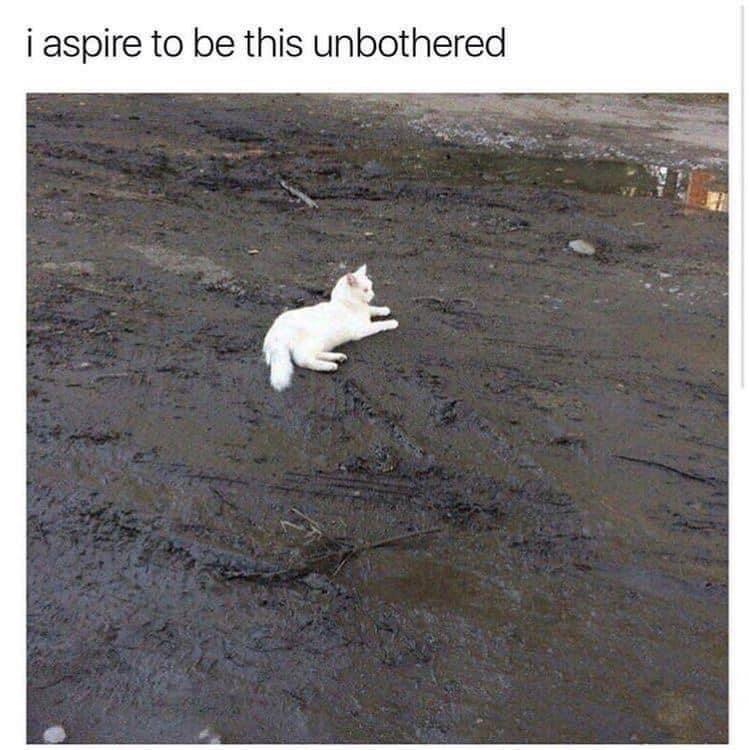 Cat Memes - white cat mud - i aspire to be this unbothered