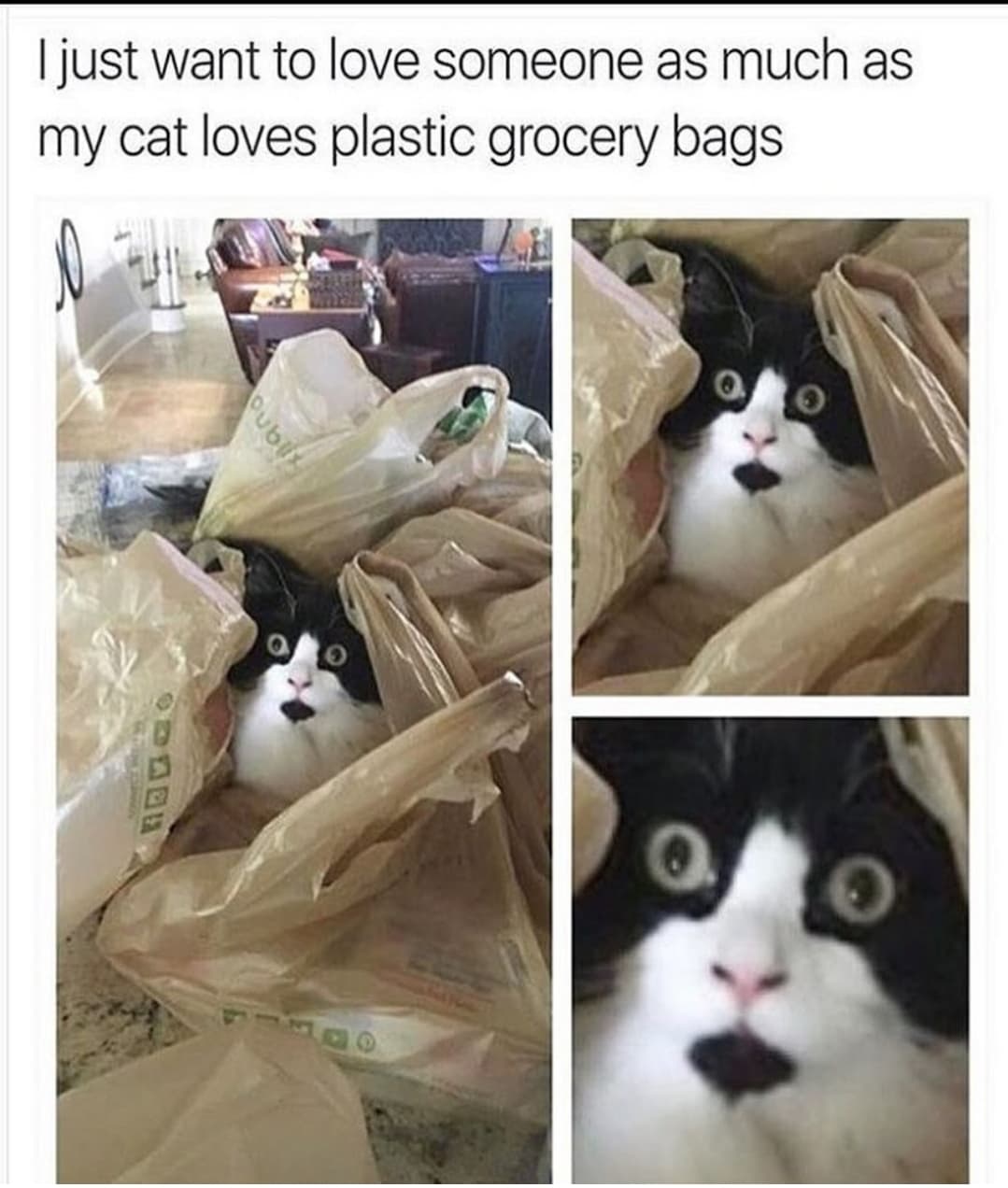 Cat Memes - crazy relationship cat memes - I just want to love someone as much as my cat loves plastic grocery bags