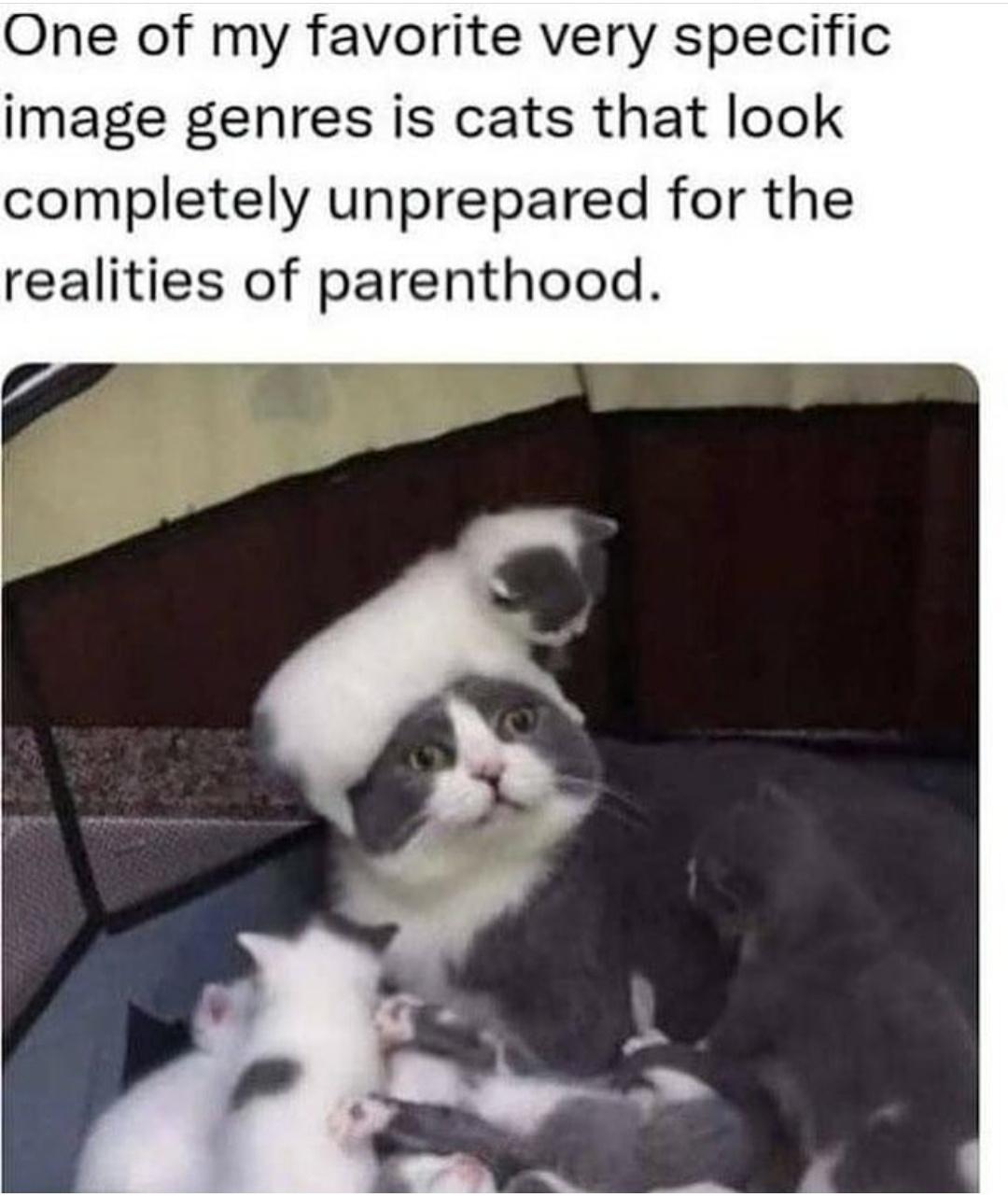 Cat Memes - cats that look unprepared for parenthood - One of my favorite very specific image genres is cats that look completely unprepared for the realities of parenthood.