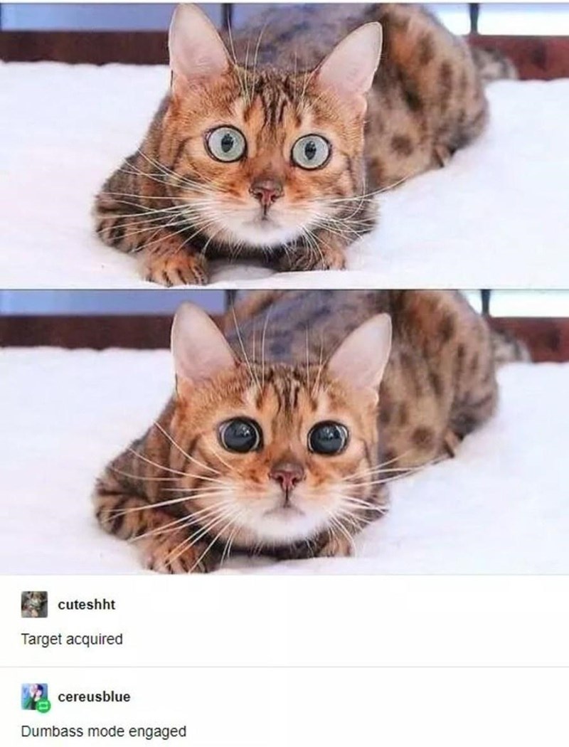 Cat Memes - cat dilated pupils - cuteshht Target acquired cereusblue Dumbass mode engaged
