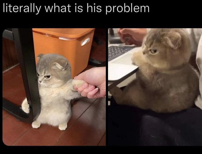 Cat Memes - literally what is his problem cat - literally what is his problem