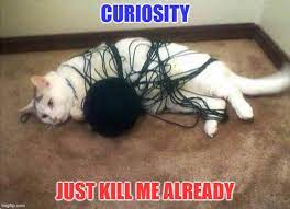 Cat Memes - questioning my life choices meme - Curiosity Just Kill Me Already