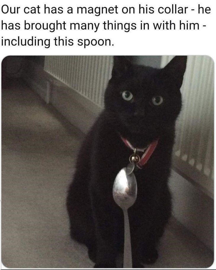 Cat Memes - black cat - Our cat has a magnet on his collar he has brought many things in with him including this spoon.