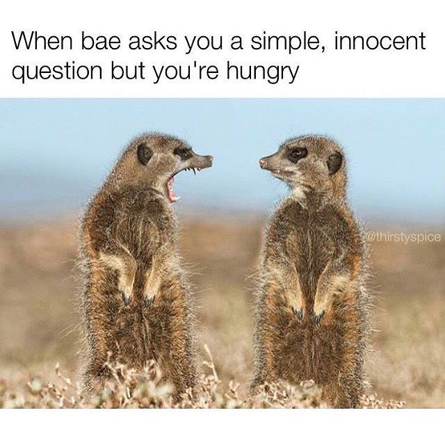 marriage memes - funny wildlife - When bae asks you a simple, innocent question but you're hungry