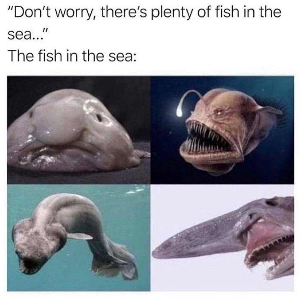 Single Life Memes - other fish in the sea meme -