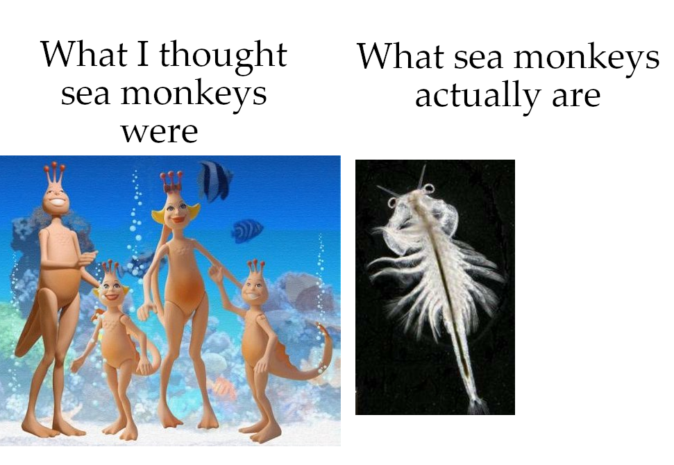 Things to relate to over 30 - kids sea monkeys - What I thought sea monkeys What sea monkeys actually are were
