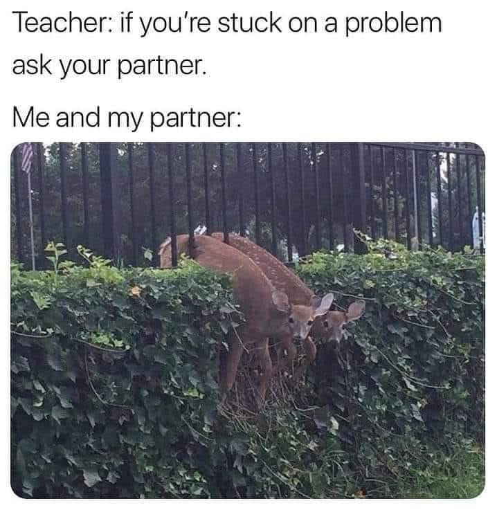 Memes and Fails - if you re stuck on a problem ask your partner meme - Teacher if you're stuck on a problem ask your partner. Me and my partner