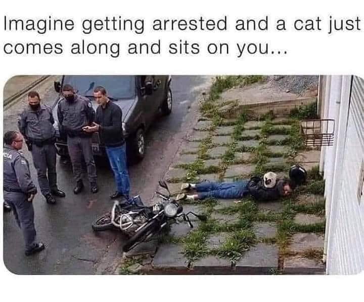 Memes and Fails - cat sits on arrested man - Imagine getting arrested and a cat just comes along and sits on you...