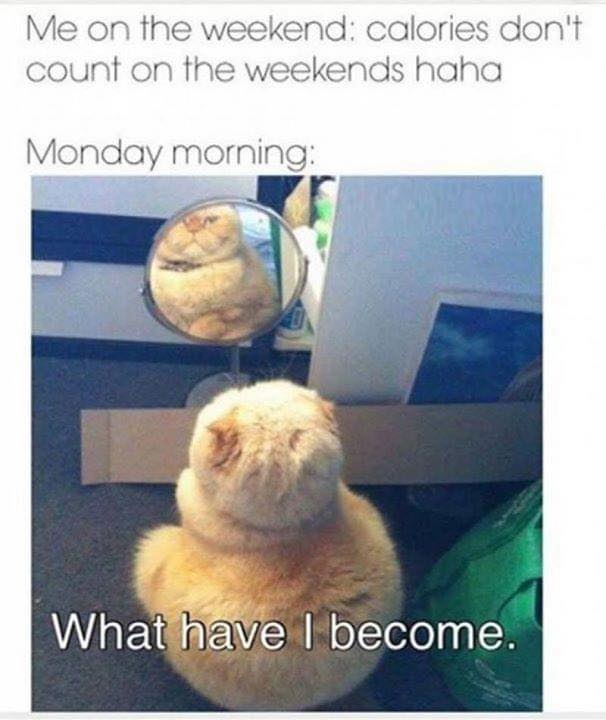 funny and relatable memes - early morning meme - Me on the weekend calories don't count on the weekends haha Monday morning What have I become.
