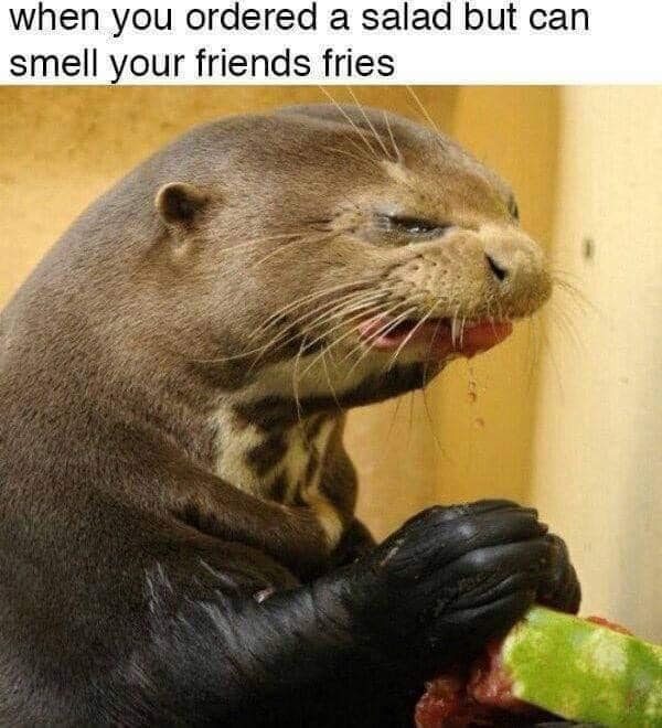 funny and relatable memes - otter watermelon - when you ordered a salad but can smell your friends fries