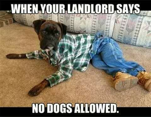 funny and relatable memes - your landlord says no dogs allowed - When Your Landlord Says No Dogs Allowed.