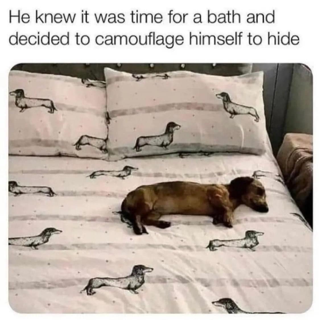 37 wholesomely hilarious animals