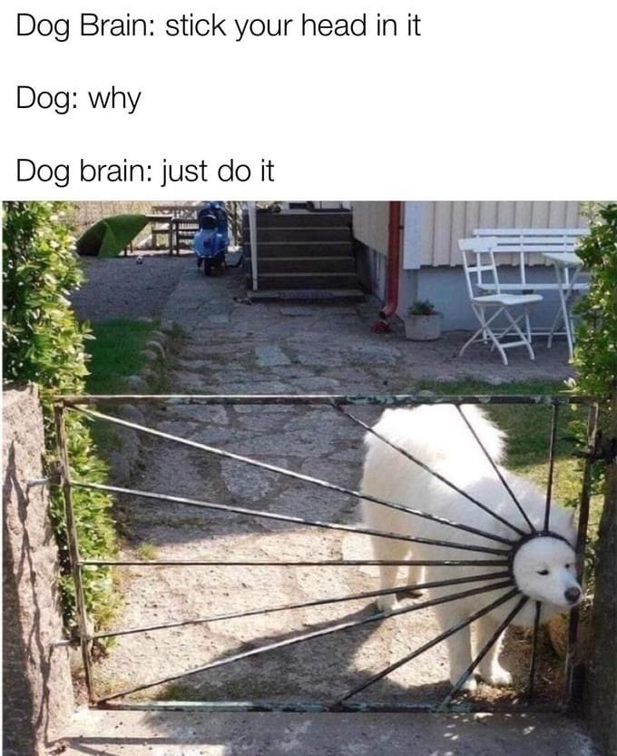 funny pictures - funny here comes the sun doo doo doo doo meme - Dog Brain stick your head in it Dog why Dog brain just do it